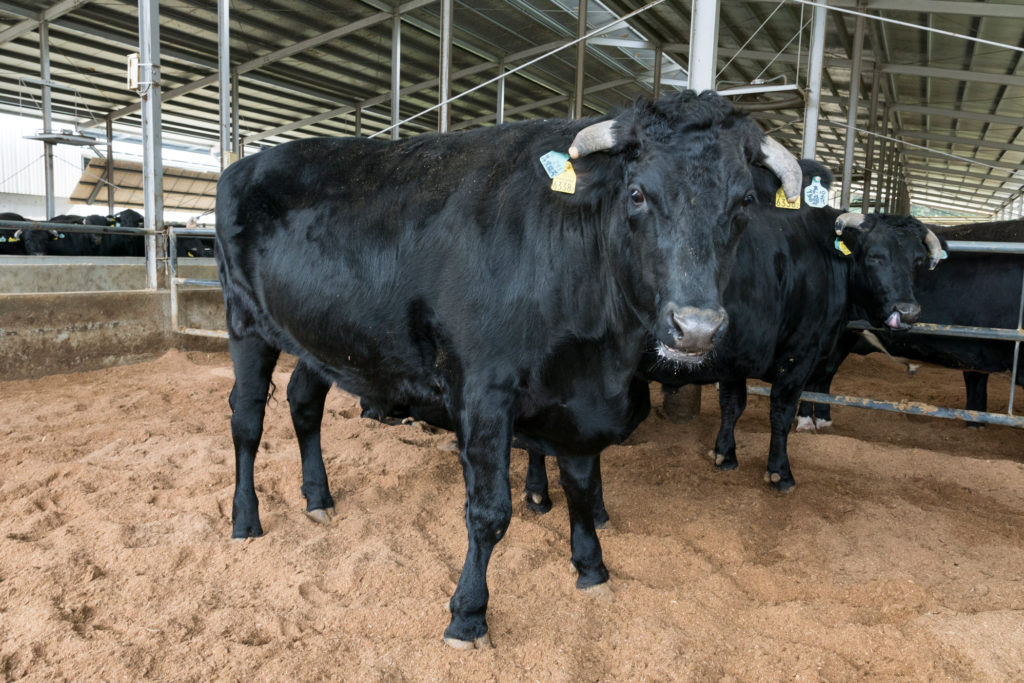 徳島県特選ブランド 「阿波黒牛」認証受賞 | 株式会社フジミツハセガワ